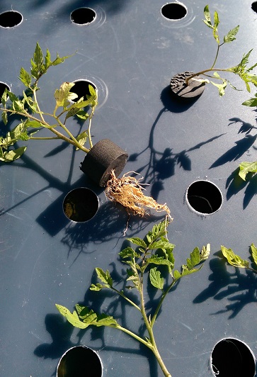 DWC - Plants going in.jpg