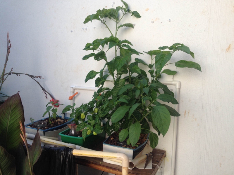 IMG_0021 (800x600).jpg