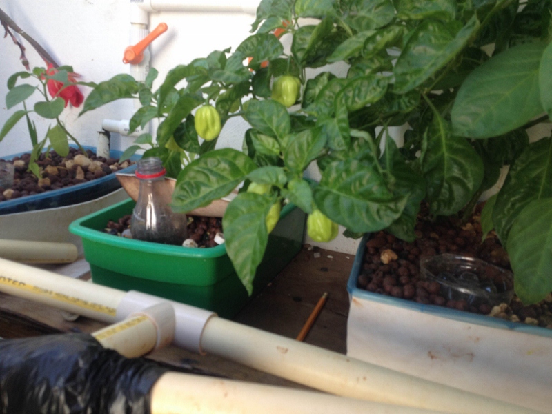 IMG_0023 (800x600).jpg