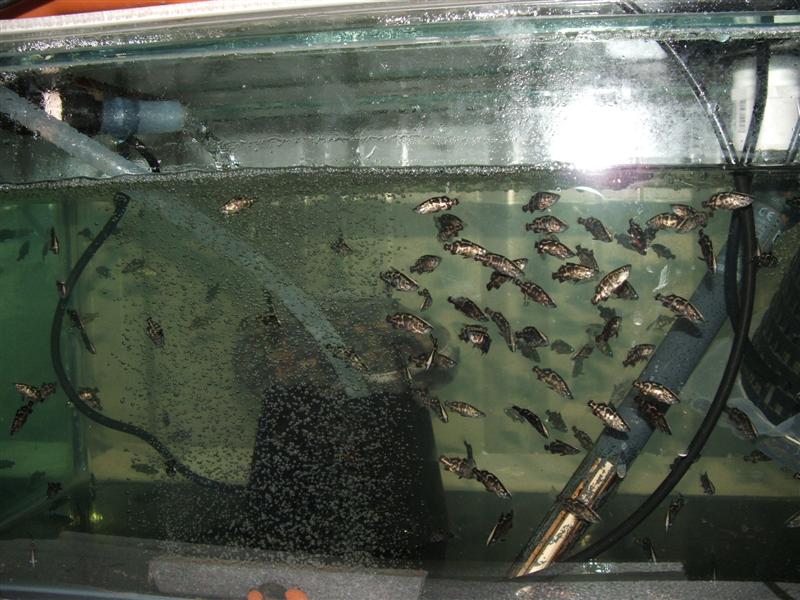 DSCF4529 (Medium).JPG