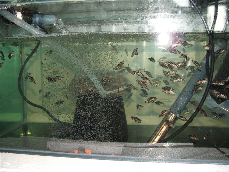 DSCF4547 (Medium).JPG