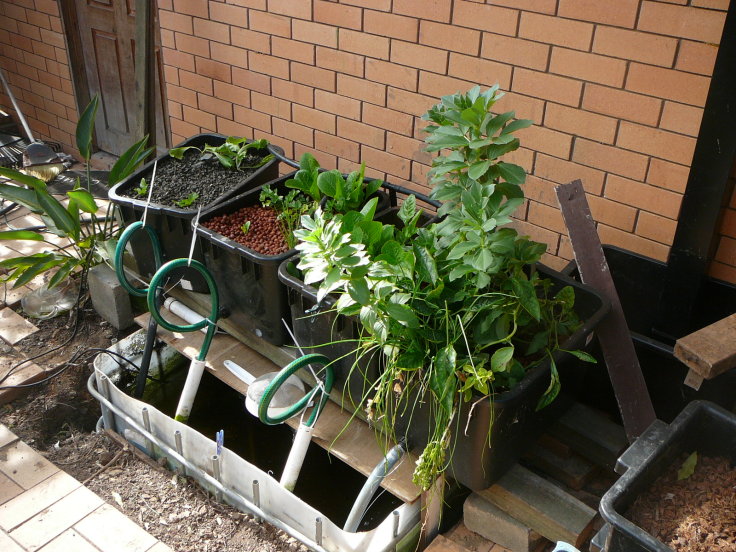 four growbeds system 2.jpg