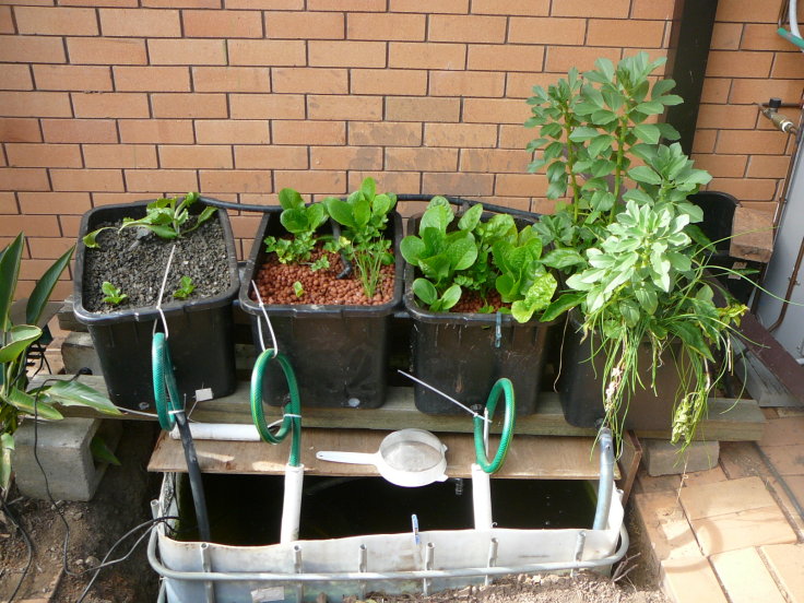 all four growbeds sys 2.jpg