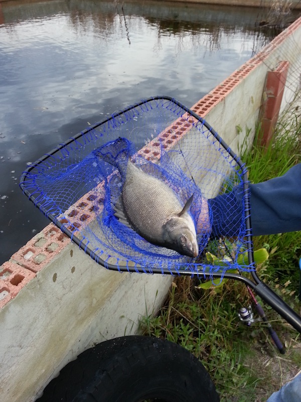 Silver Perch scooped2.jpg