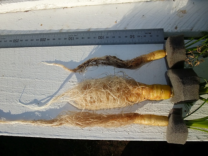 Carrot Tube Day 81 progress.jpg