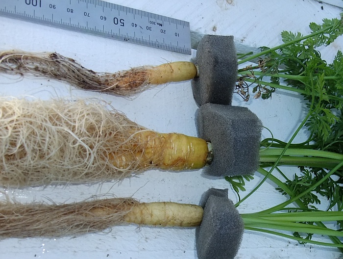 Carrot Tube Day 81.jpg