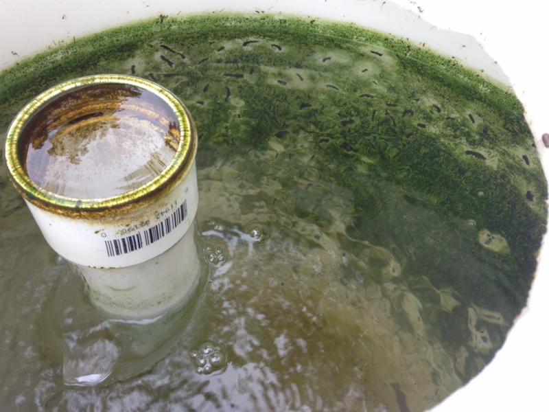 IMG_1974 (800x600).jpg