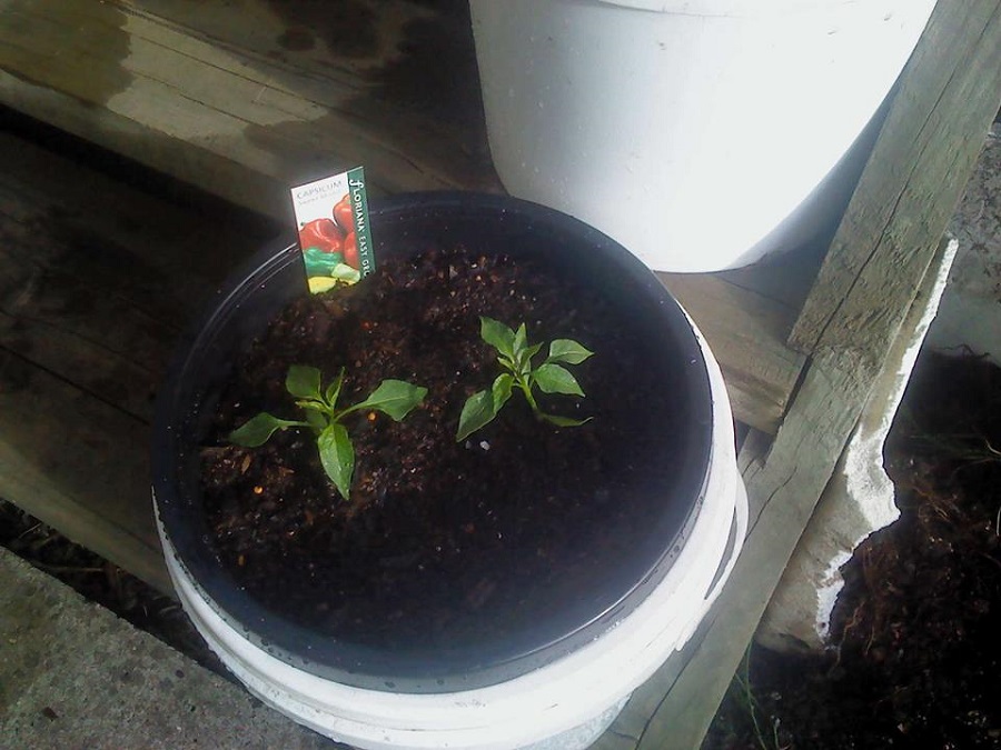 Self watering Capsicum.jpg