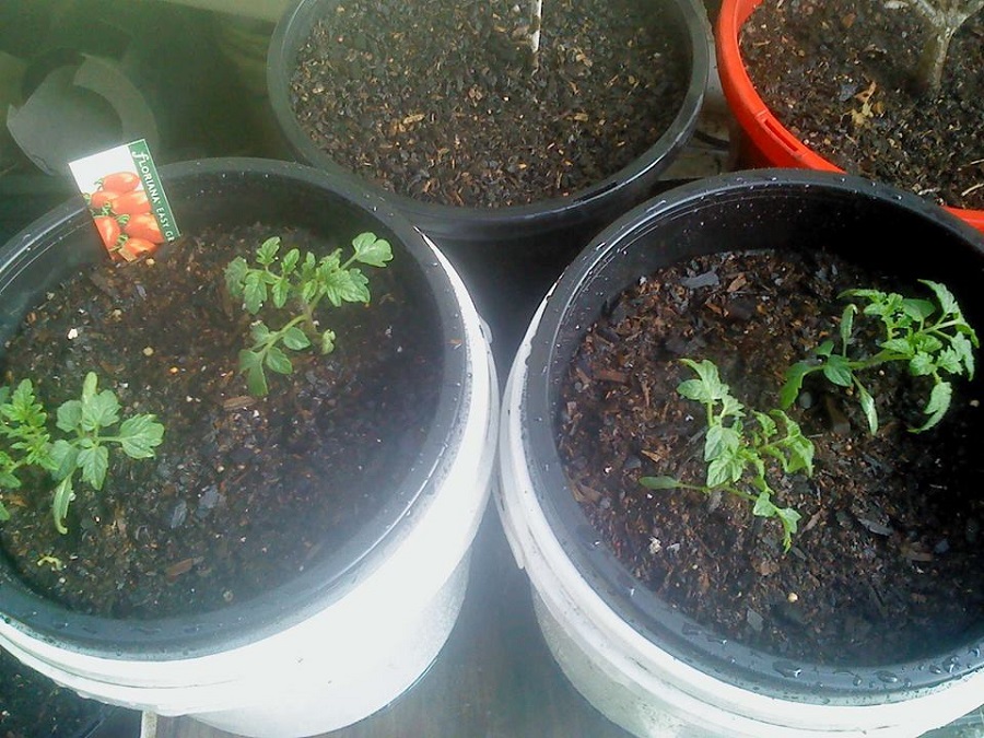 Self watering Tomato.jpg