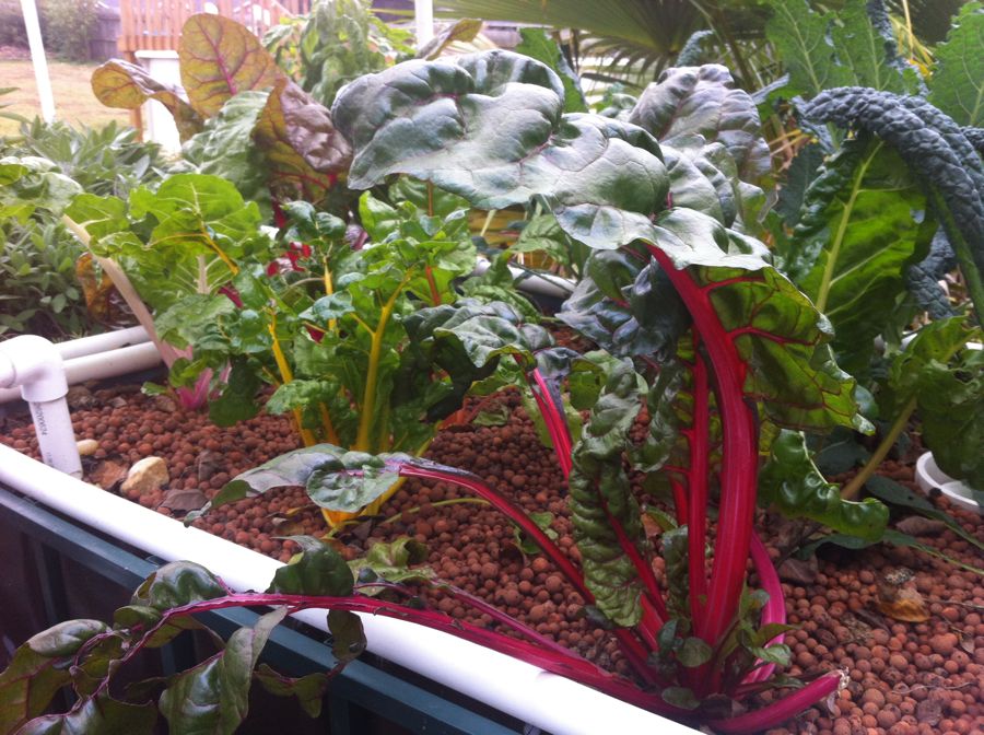 aquaponics.jpg