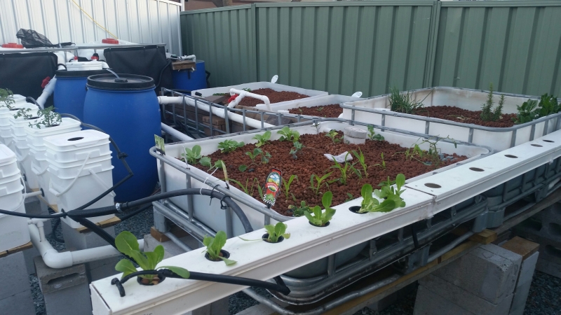 20140821_Aquaponics System Pic 2.jpg