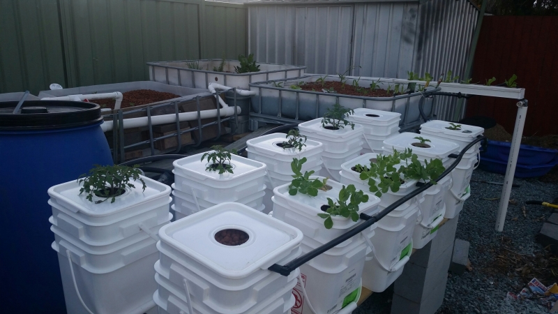 20140821_Aquaponics System Pic 6 double dutch buckets.jpg