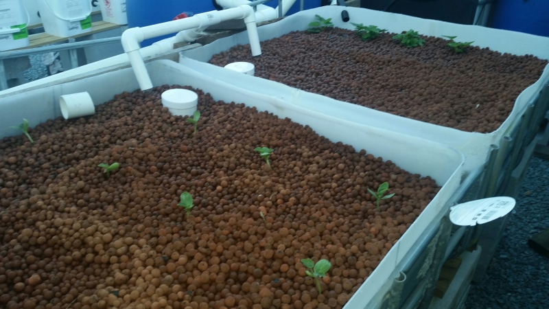 20140821_Aquaponics System Pic 5.jpg