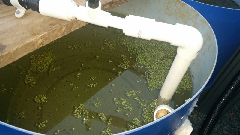 20140821_Aquaponics System Pic 3 - Wolffia Arrhiza Watermeal and Lemna Minor Duckweed.jpg