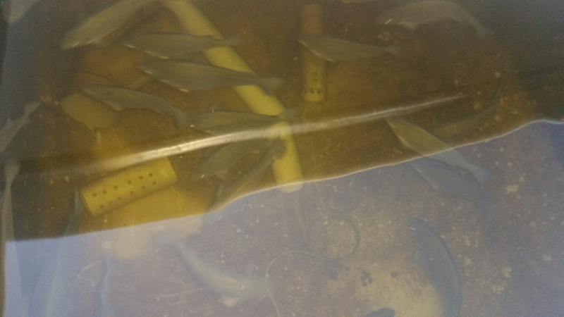 20140821_Aquaponics System Pic 7 Jade Perch.jpg