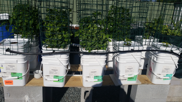 dutchbucket pic 2.png