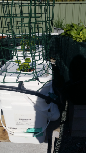 dutchbucket pic 1.png