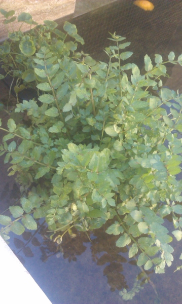 IMAG0446 (359x600).jpg