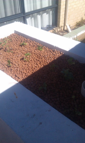 IMAG0449 (359x600).jpg