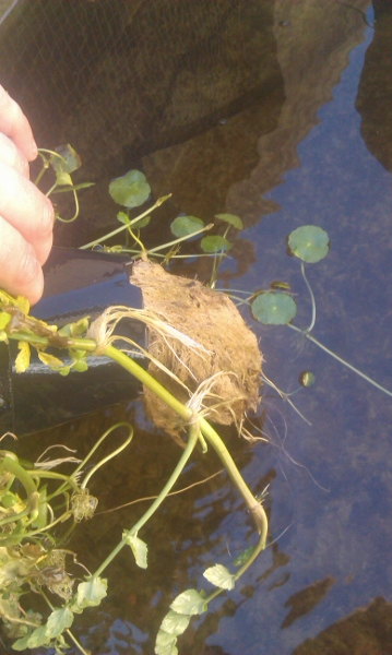 IMAG0447 (359x600).jpg