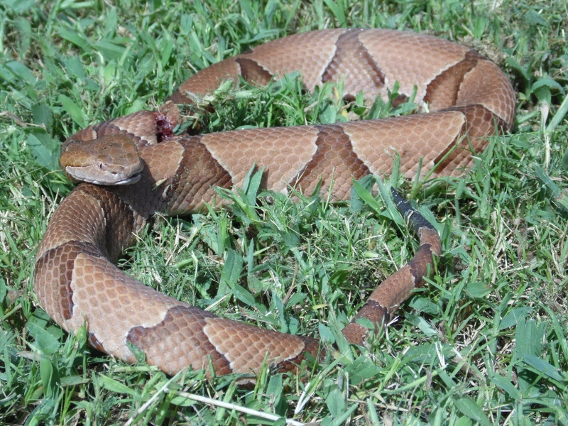 charlies adventure and fish stuff 142 (800x600).jpg