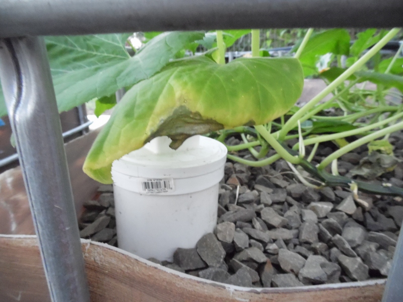 charlies adventure and fish stuff 166 (800x600).jpg