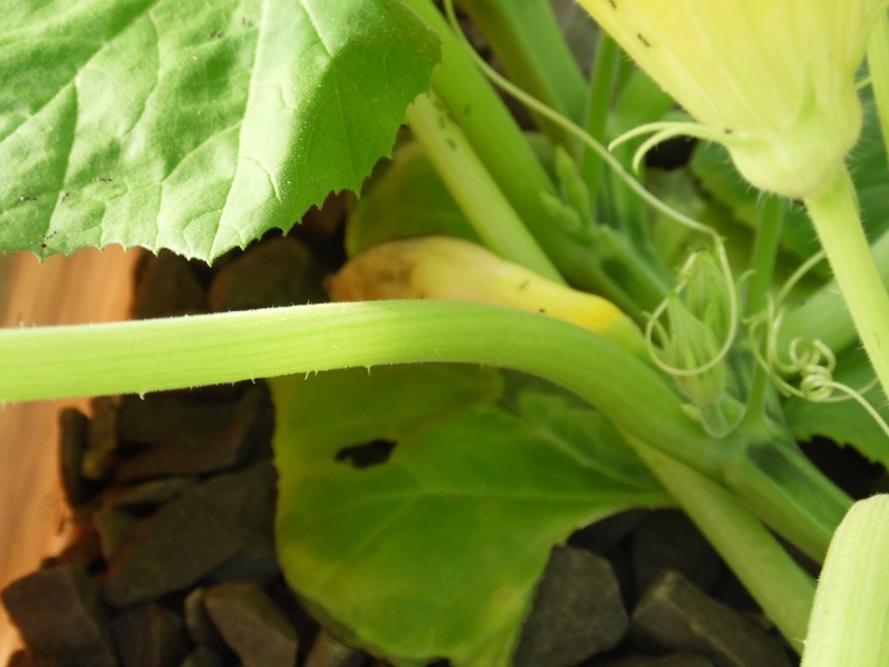 charlies adventure and fish stuff 165 (800x600).jpg