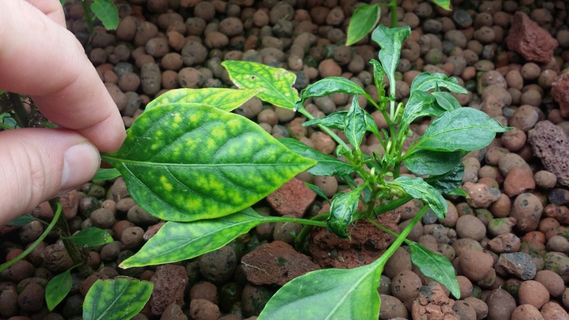 20140916_090627 (800x450).jpg