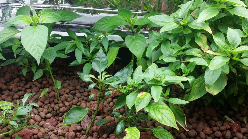 20140916_090640 (800x450).jpg