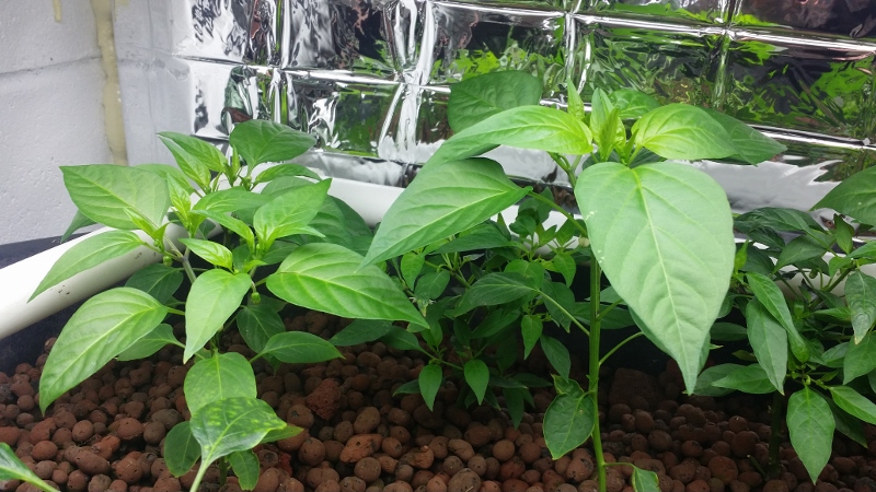 20140916_090646 (800x450).jpg