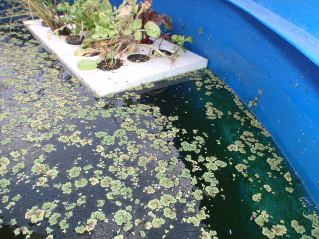 Azolia & Bio film.JPG