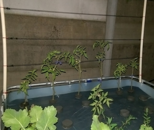 DWC Trellis almost done1.jpg