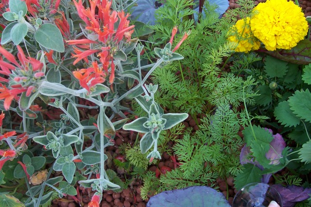 marigolds, red cabbage, carrots and herbs.jpg