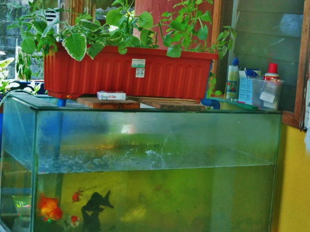 IMG_3648 (640x480).jpg