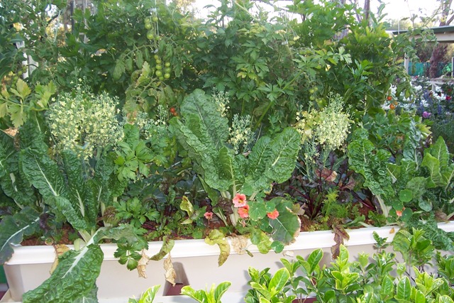 system at 5 months.jpg