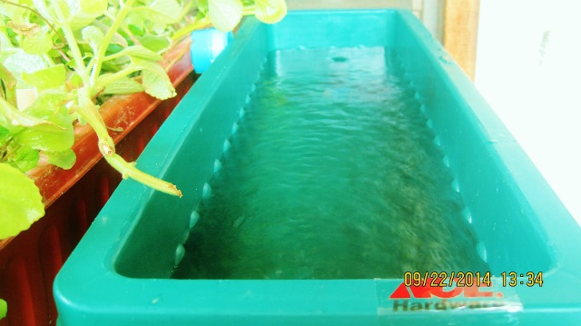 dwc ready test planter (640x359).jpg