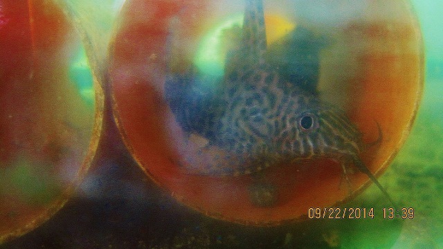 close up view of my featherfin (640x359).jpg