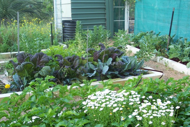 outdoor vege garden.jpg