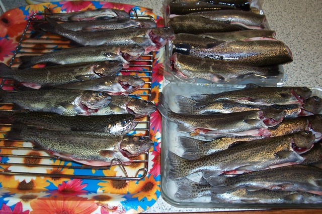 Trout harvest.jpg