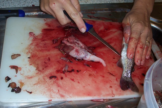 Warning, don't look if you don't like blood.Notice the contents from stomach on left of photo..jpg
