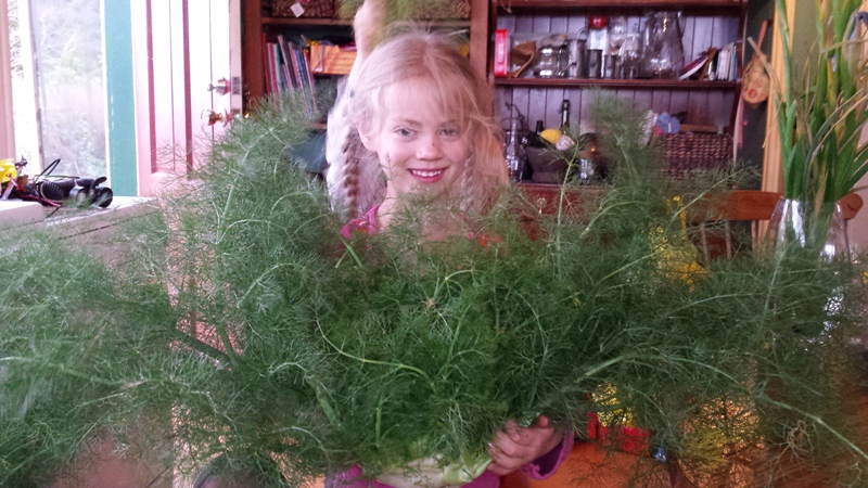 3.5kg fennel.jpg
