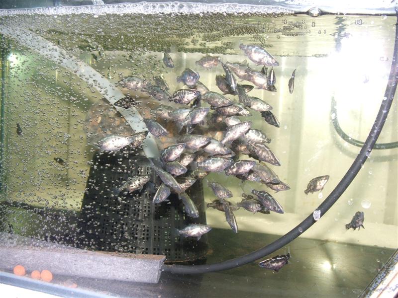 DSCF4552 (Medium).JPG