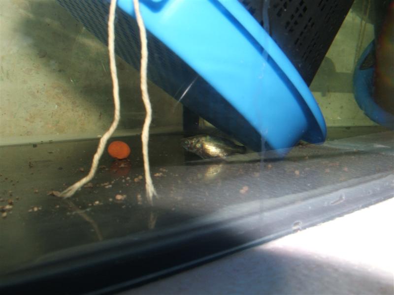 DSCF4554 (Medium).JPG