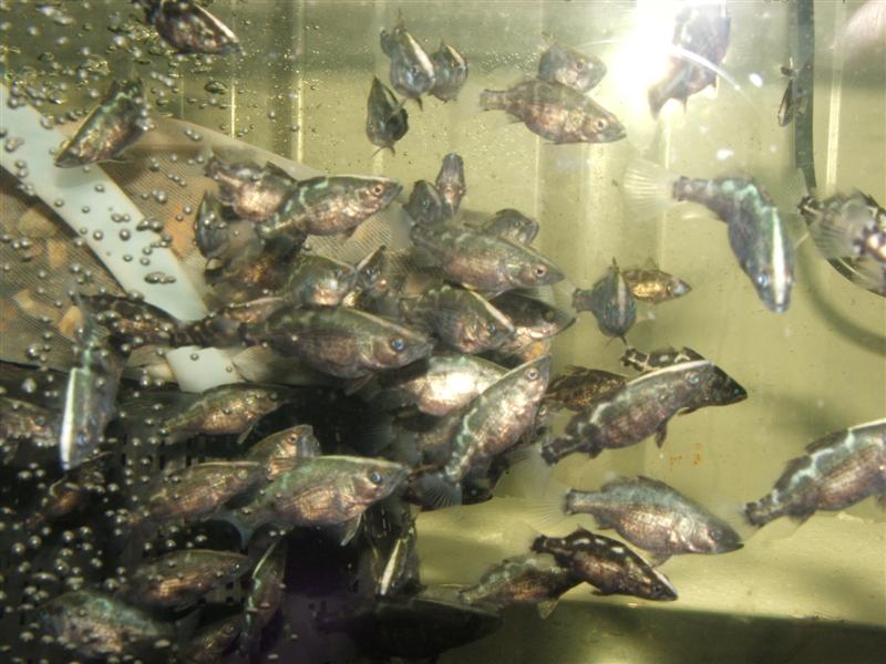 DSCF4568 (Medium).JPG