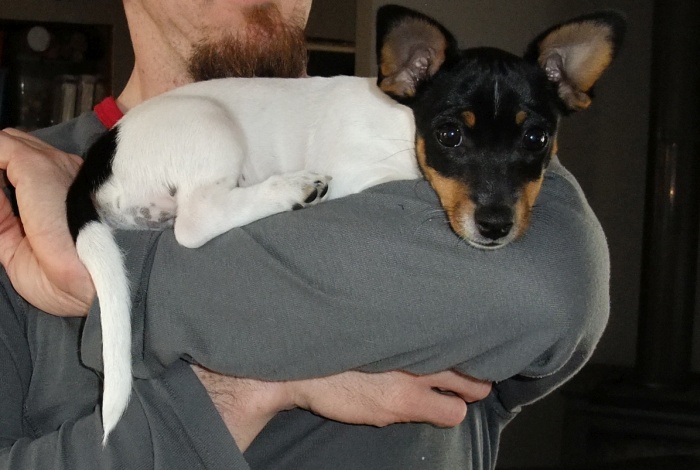 Little big puppy.jpg