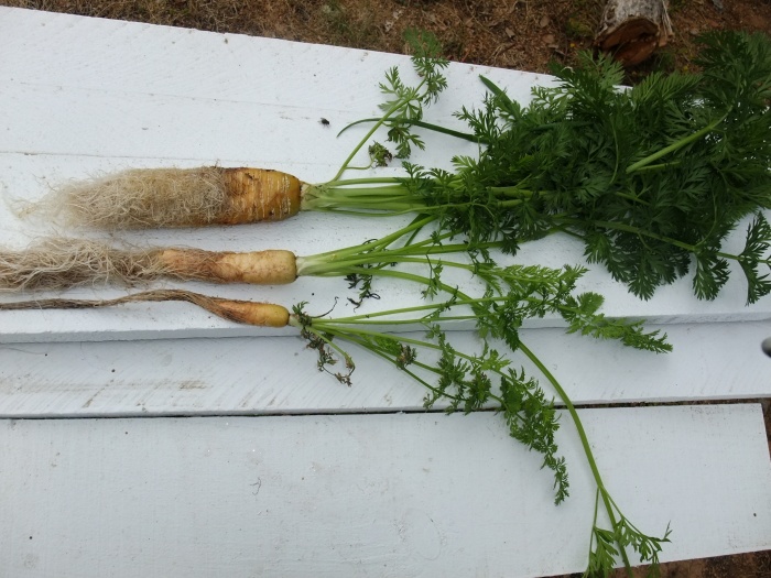 Carrot Tube Day 108 progress.jpg