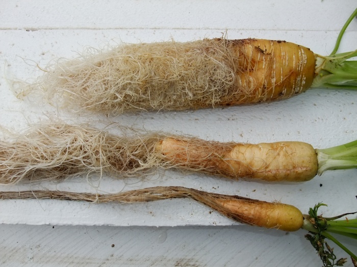 Carrot Tube Day 108.jpg