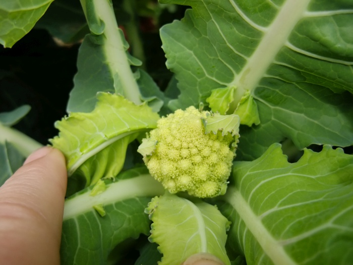 baby romanesco.jpg