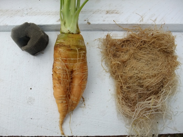 biggest carrot harvest.jpg