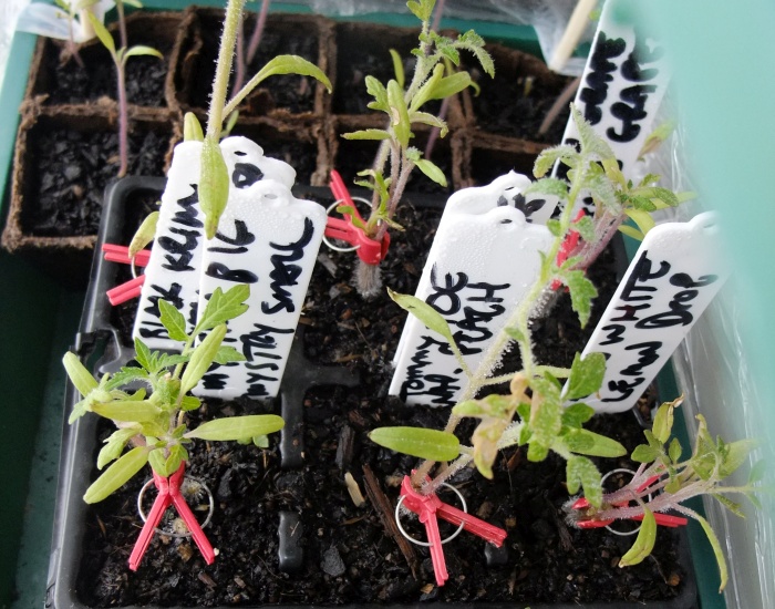 few days on still alive.jpg